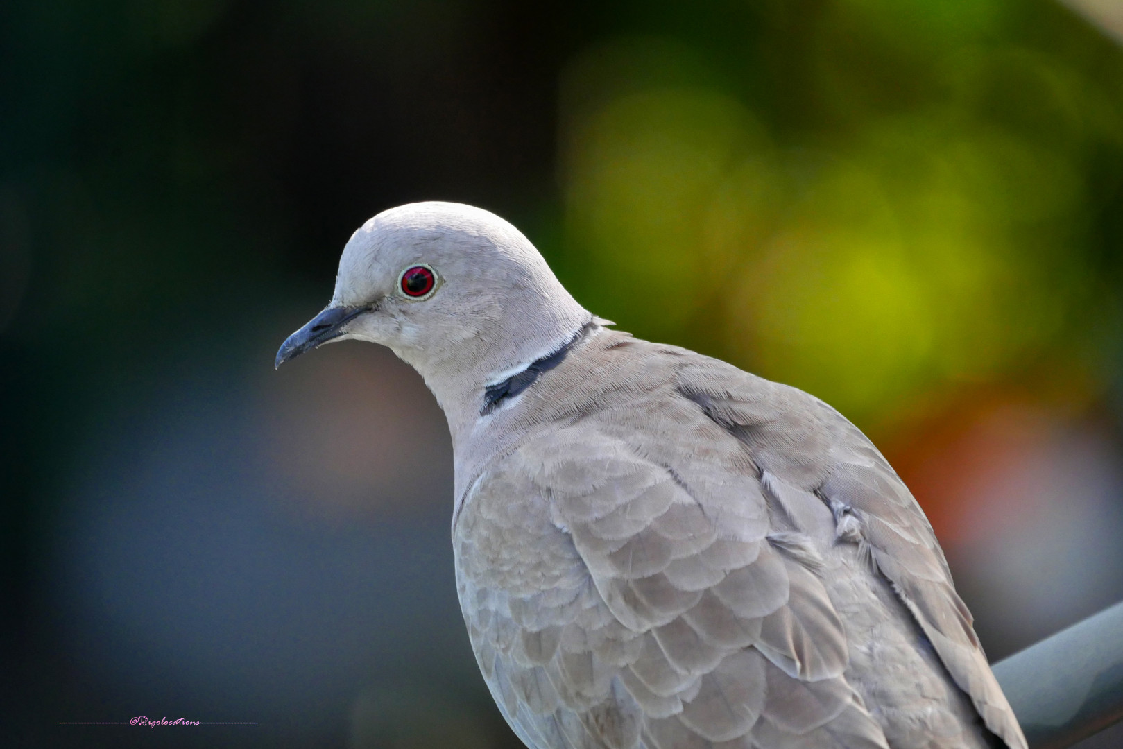 Gros plan sur une tourterelle turque de trois quarts dos, la tête tournée vers la gauche de l'image. On voit bien son œil rouge qui vous regarde avec curiosité. Derrière elle, un fondu vert sombre avec des effets de bokeh vert tendre et quelques touches de rouge brique. La luminosité est douce, les couleurs vives.