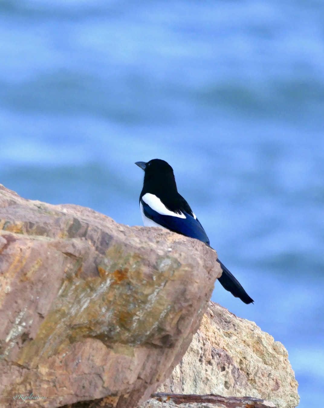 Une pie vue de trois-quarts dos. Elle est debout sur des rochers roseatres, face à la mer. On dirait qu’elle est en train de méditer.
