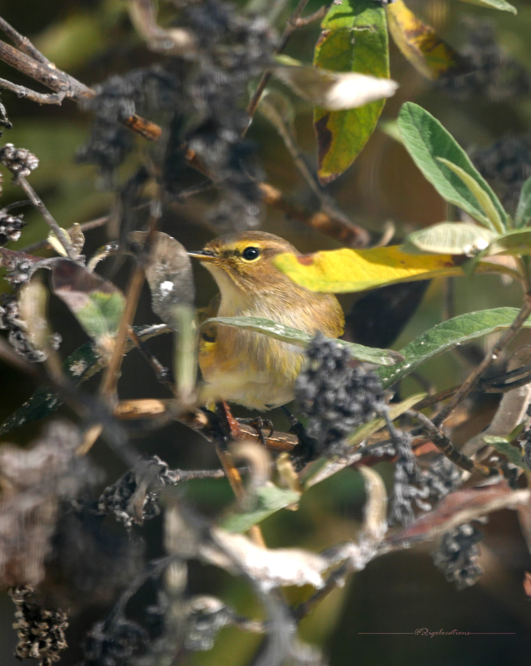 Perché sur une petite branche de buddleia, un pouillot véloce vous regarde au travers du feuillage automnal et des fleurs sèches. Son corps vous fait face et il tourne la tête vers la gauche pour bien vous regarder, d'un air de dire "pourquoi tu braques ton objectif sur moi?". On voit bien le cercle jaune autour de son œil ainsi que les fines plumes jaunes qui parsèment son ventre beige.