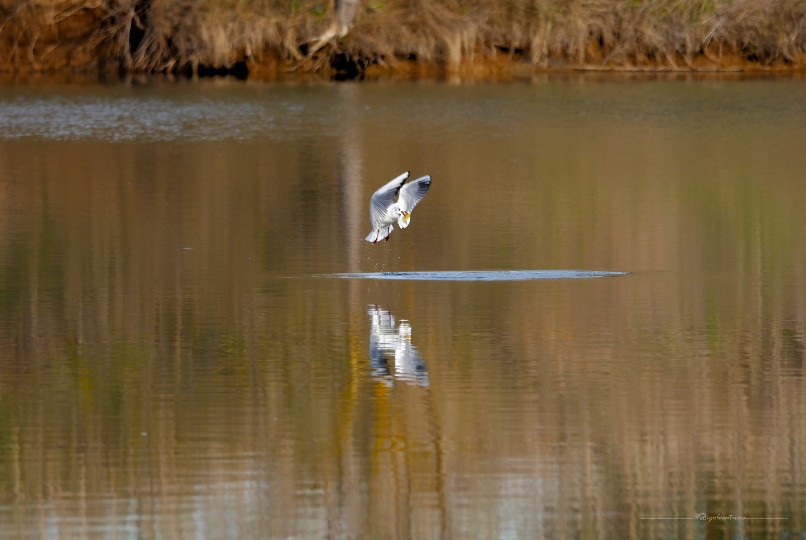 Au centre de la photo, une mouette rieuse venant d'émerger d'un étang à l'eau calme et à effet de miroir. Elle est en "phase de décollage", les ailes légèrement repliées au dessus d'elle et la queue en éventail. On voit quelques gouttes d'eau tomber en dessous d'elle. Elle tient un petit poisson jaune dans son bec. L'eau renvoie son reflet trouble ainsi que les coloris verts et bruns de la végétation hivernale environnante. On voit également quelques touches de couleur bleu grisâtre là où le ciel nuageux se reflète. Derrière l'oiseau, la berge de l'étang apparait légèrement floue.