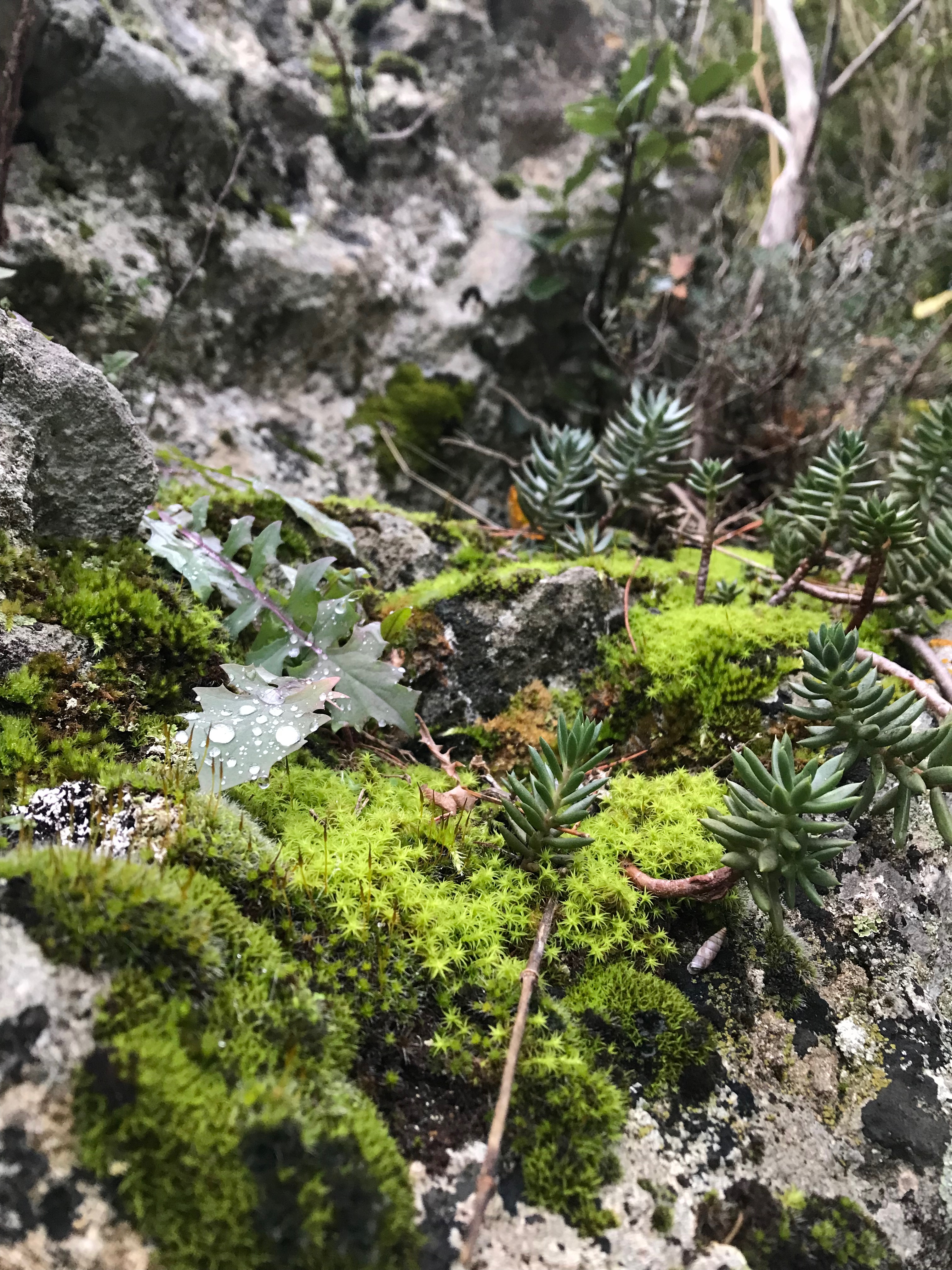 Close to little plants and rocks, like a little landscape, Provence,France