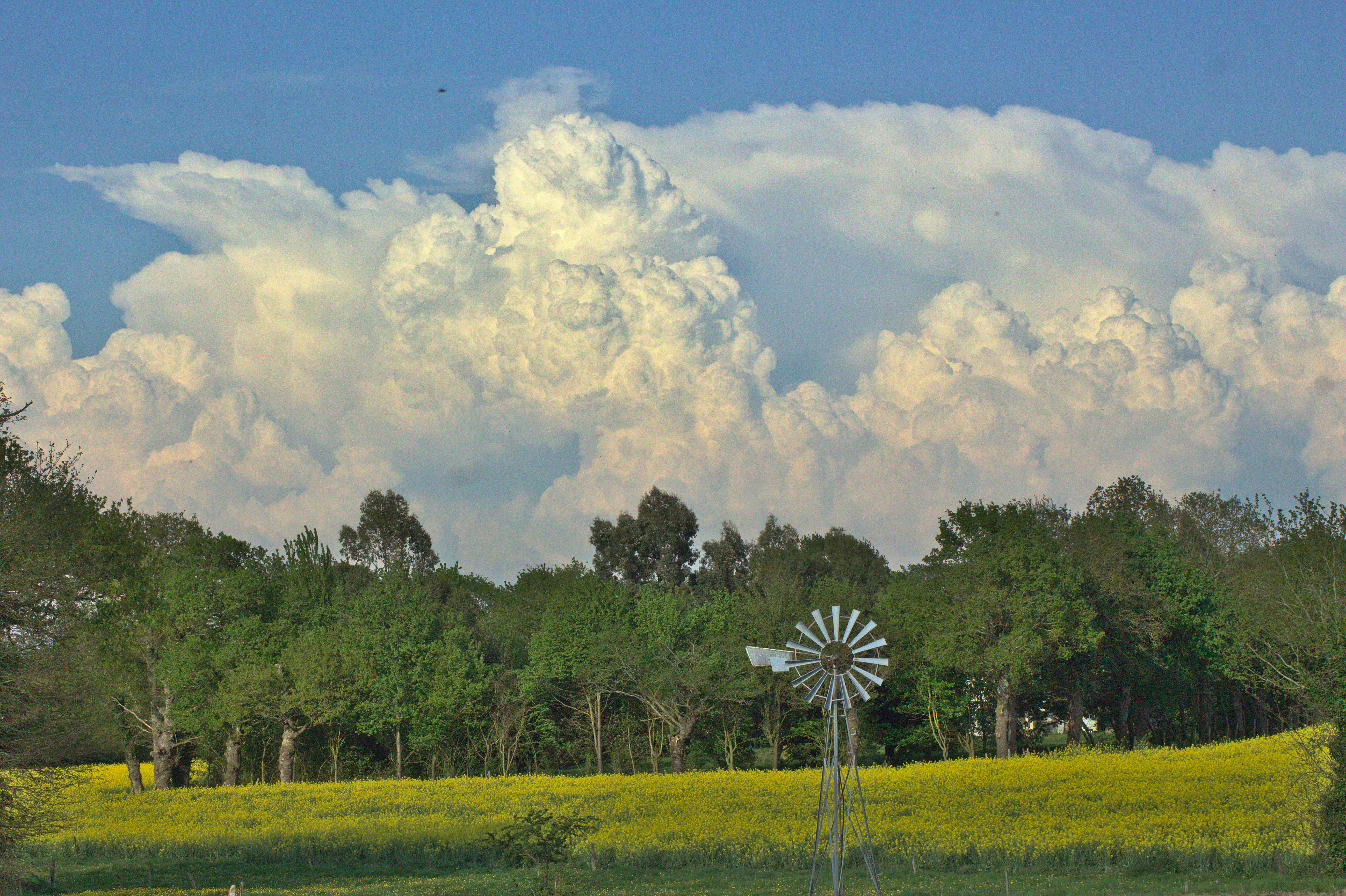 Photo au téléobjectif d'un champ de colza, herbes aux feuilles jaunes, éclairé par le soleil et bordé d'une haie massive de vieux arbres, avec une grande girouette métallique au premier plan. Sur les deux tiers supérieurs de l'image, les arbres sont surplombés par des nuages d'orage très imposants au loin, qui bourgeonnent en prenant de l'altitude, contrastant avec le ciel bleu plus haut.