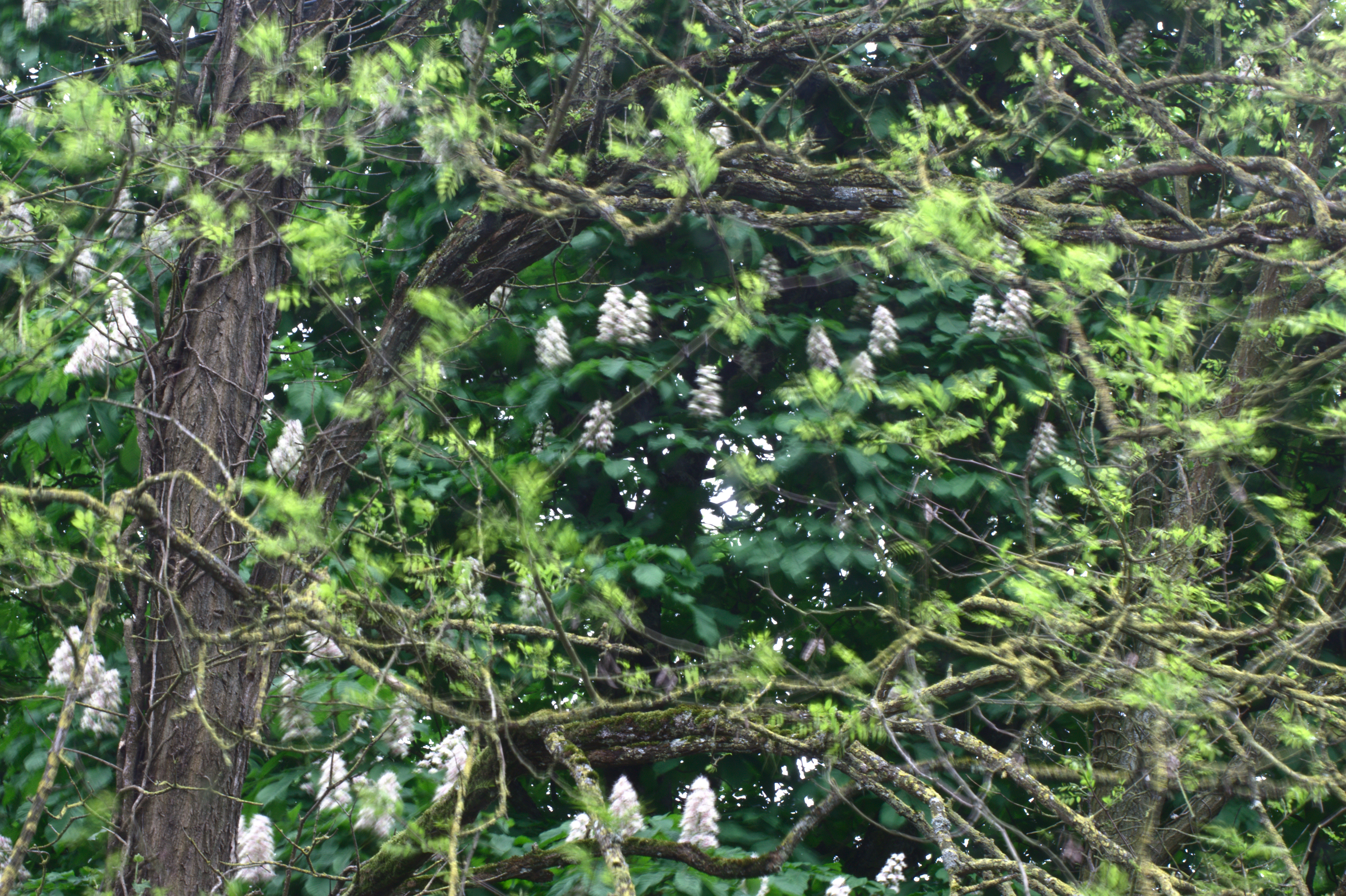 Photo de branches de robiniers qui s'entremêlent, nettes et détaillées, alors que leurs feuilles couleur vert pomme sont floues. Les branches forment un cercle encadrant un autre feuillage en fond, celui d'un grand marronnier parsemé de grandes thyrses, des grappes de petites fleurs blanches.