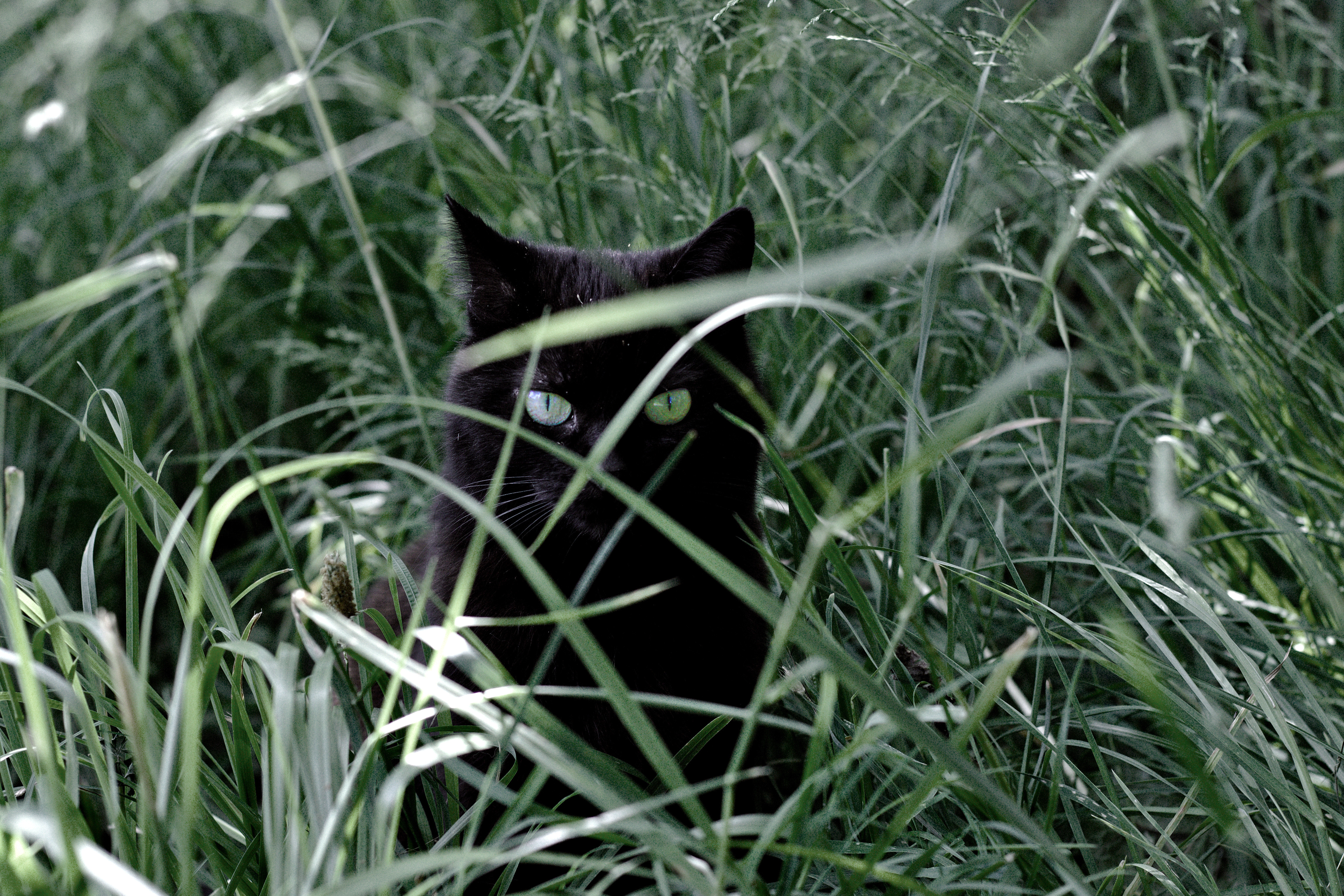 Photo d'une chatte noire aux yeux verts tapie dans des hautes herbes, seuls son poitrail et sa tête sont visibles. Ses yeux aux pupilles contractées sont fixés sur l'objectif, perçant entre les brins d'herbe de la même couleur que ses iris.