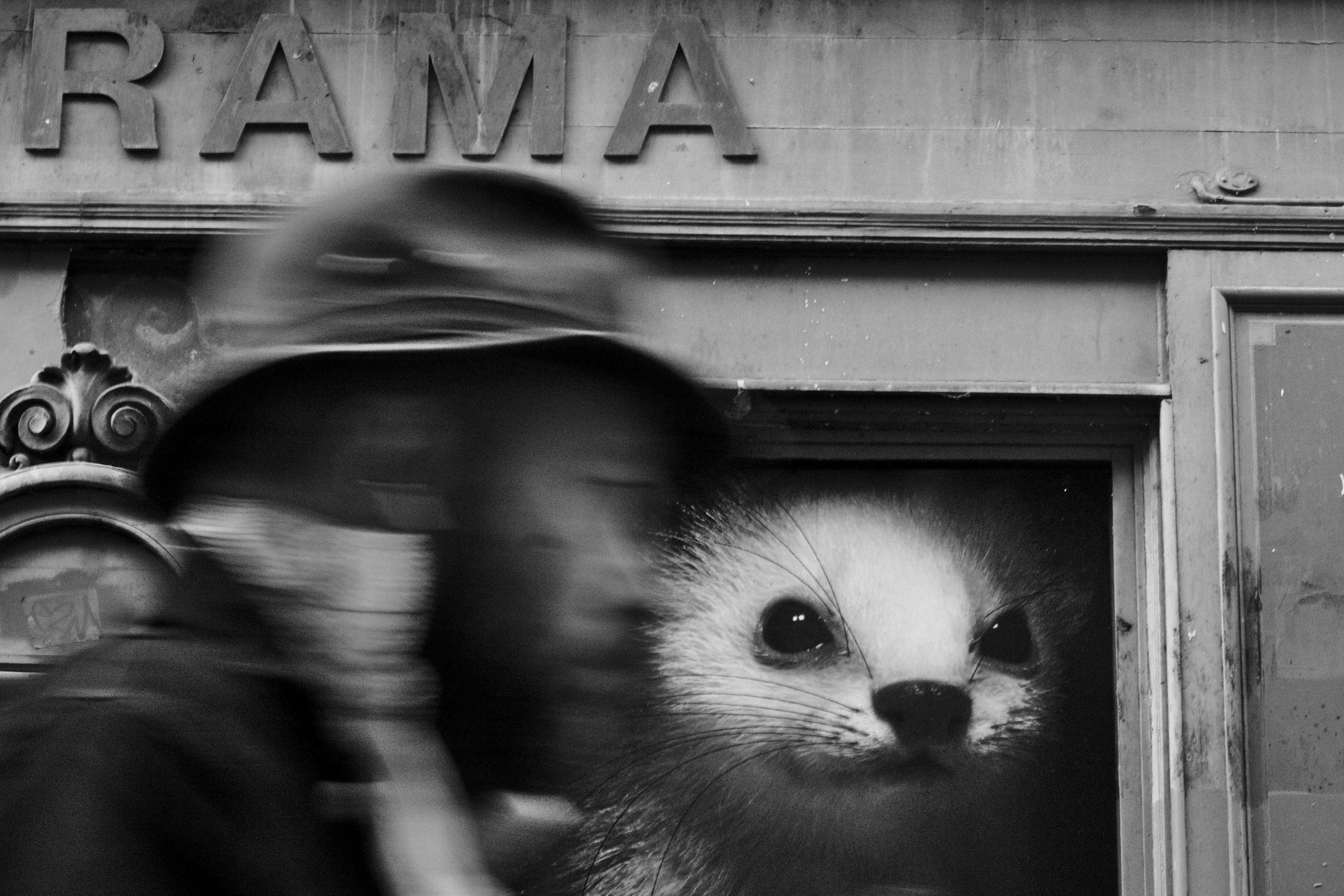 Photo en noir et blanc avec au premier plan un homme portant un chapeau et un trench-coat. L'homme est flou car il marche vite et la mise au point de l'image n'est pas sur lui mais sur la façade du bâtiment en fond : on ne voit de l'enseigne en haut que les lettres R A M A, et par la fenêtre de l'encadrure en bois usé, la vue est bouchée par un trompe-l'oeil montrant la tête d'une hermine géante comme si elle nous regardait depuis l'intérieur.