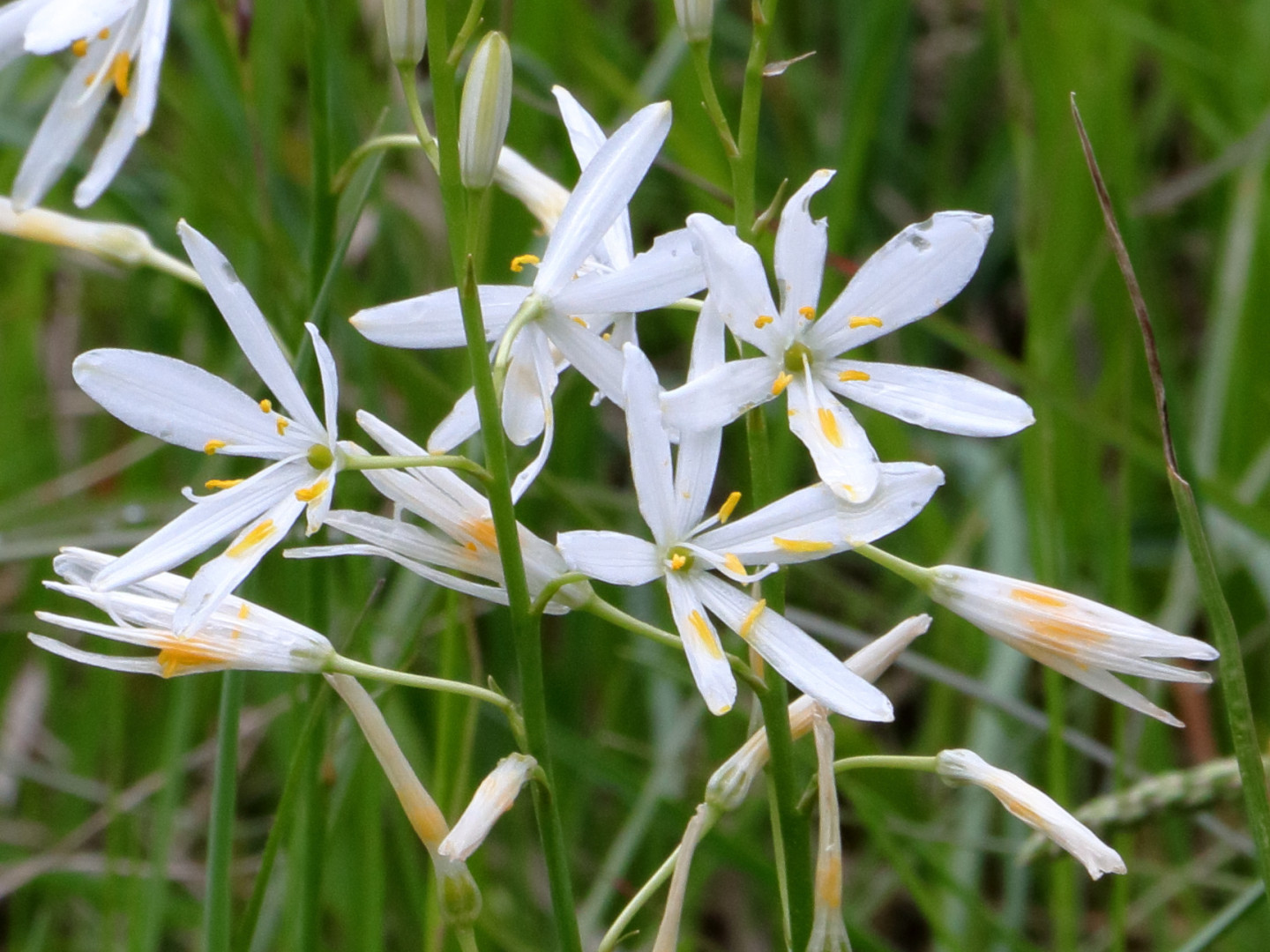 Phalangère à Fleurs de Lys
Anthericum liliago